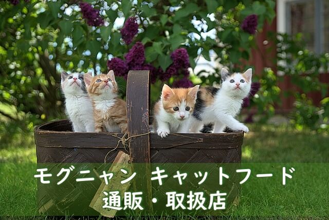 かごの中の4匹の子猫